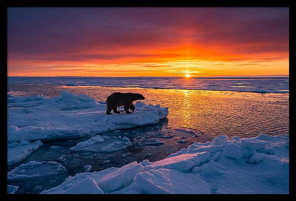 Polar Bear On Ice Floe At Sunset