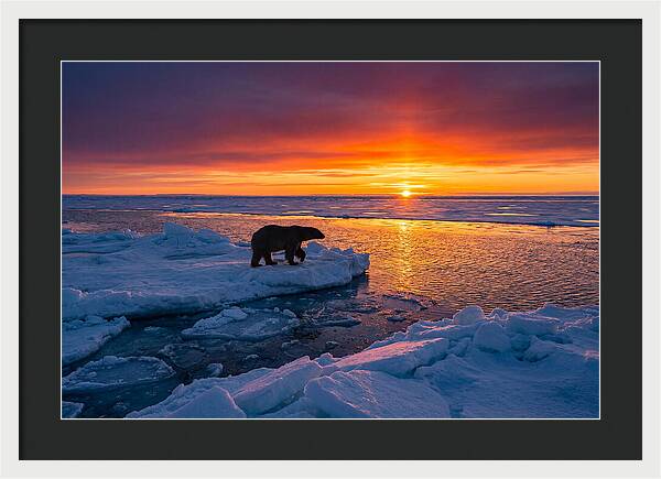Polar Bear On Ice Floe At Sunset