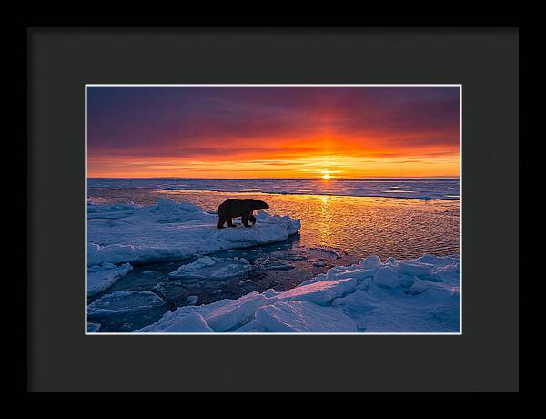 Polar Bear On Ice Floe At Sunset