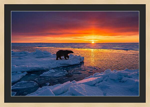 Polar Bear On Ice Floe At Sunset