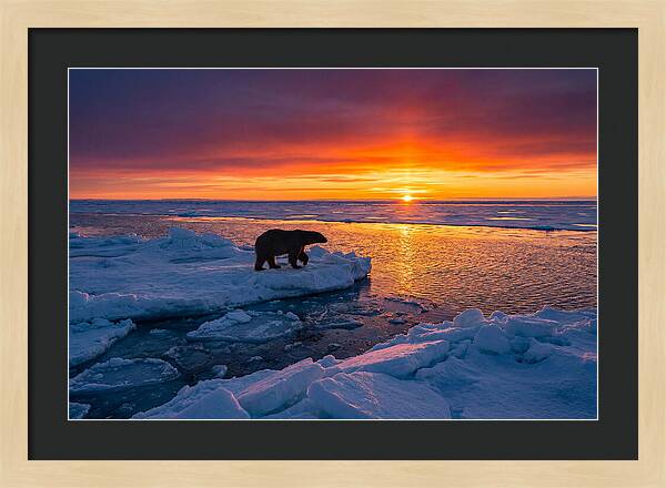 Polar Bear On Ice Floe At Sunset