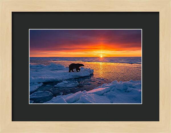 Polar Bear On Ice Floe At Sunset