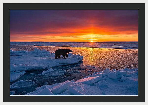 Polar Bear On Ice Floe At Sunset