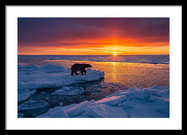 Polar Bear On Ice Floe At Sunset
