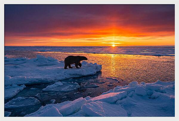 Polar Bear On Ice Floe At Sunset