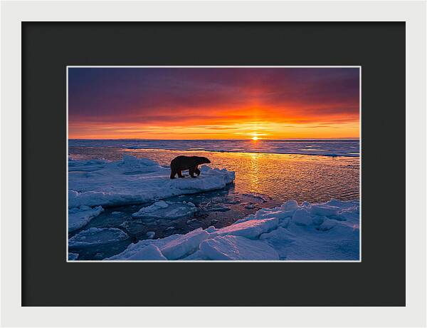 Polar Bear On Ice Floe At Sunset