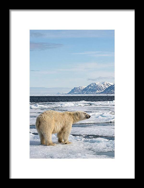 Polar Bear On Svalbard Ice
