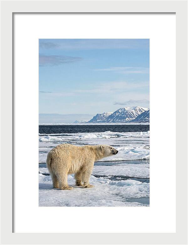 Polar Bear On Svalbard Ice