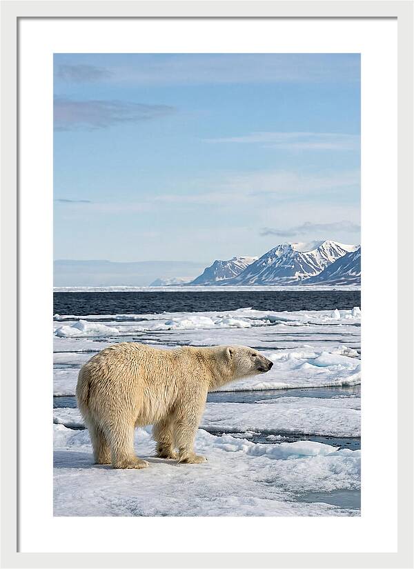 Polar Bear On Svalbard Ice