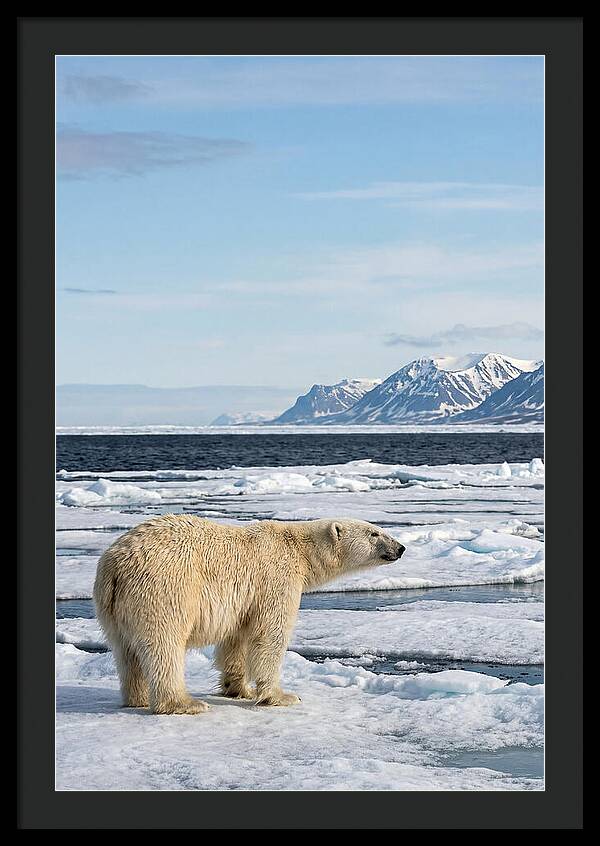 Polar Bear On Svalbard Ice