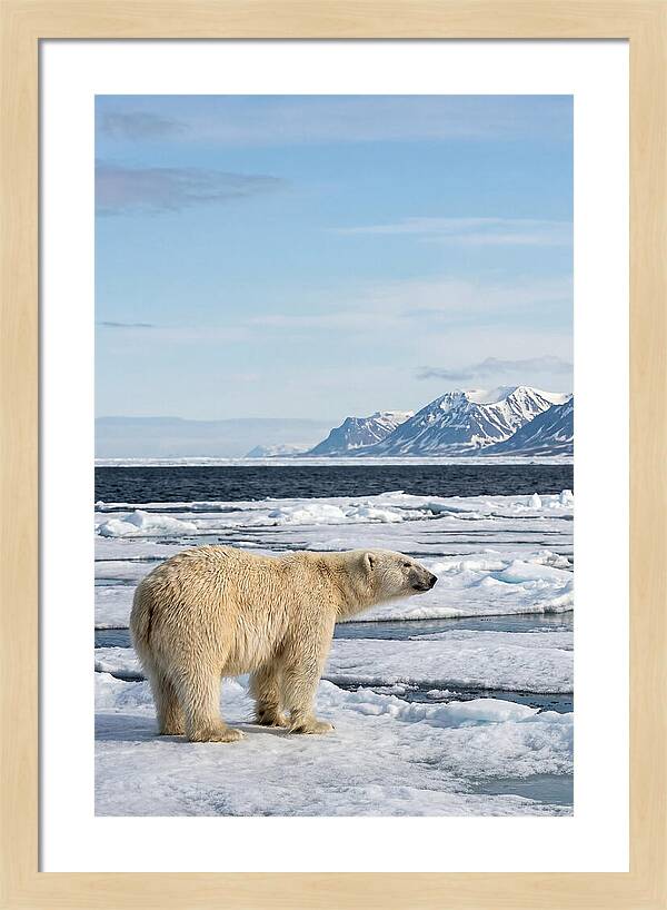 Polar Bear On Svalbard Ice