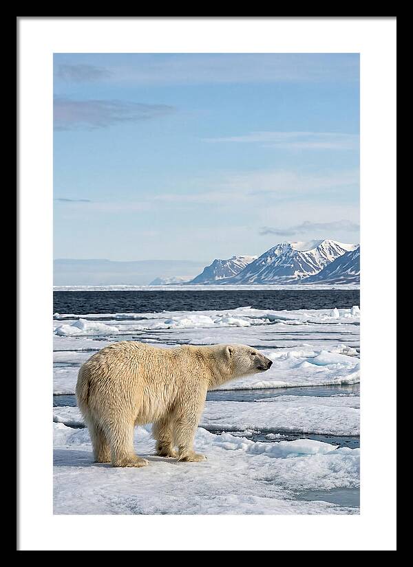 Polar Bear On Svalbard Ice