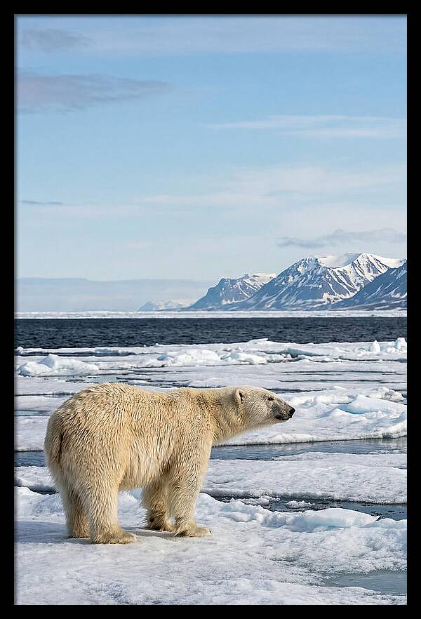 Polar Bear On Svalbard Ice