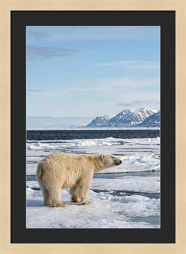 Polar Bear On Svalbard Ice