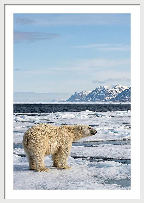 Polar Bear On Svalbard Ice