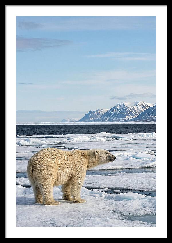 Polar Bear On Svalbard Ice