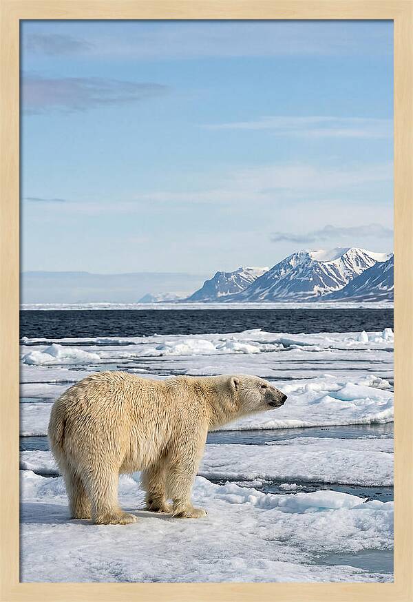 Polar Bear On Svalbard Ice