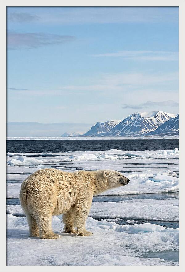 Polar Bear On Svalbard Ice