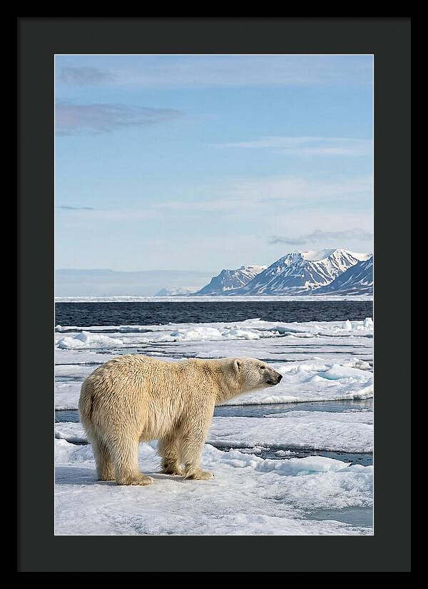 Polar Bear On Svalbard Ice