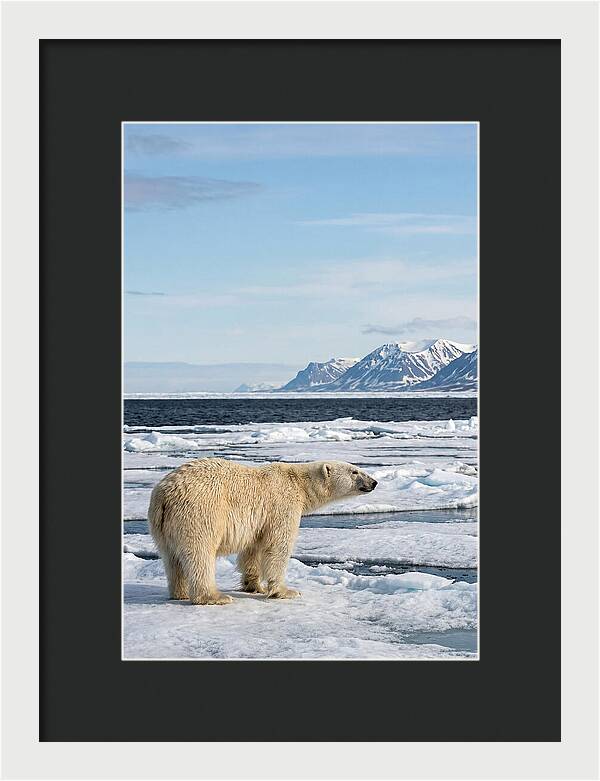 Polar Bear On Svalbard Ice