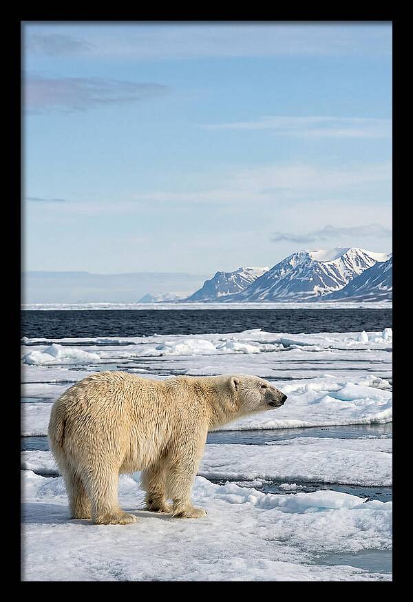 Polar Bear On Svalbard Ice