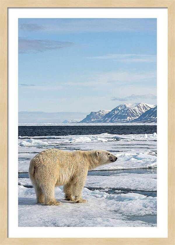 Polar Bear On Svalbard Ice