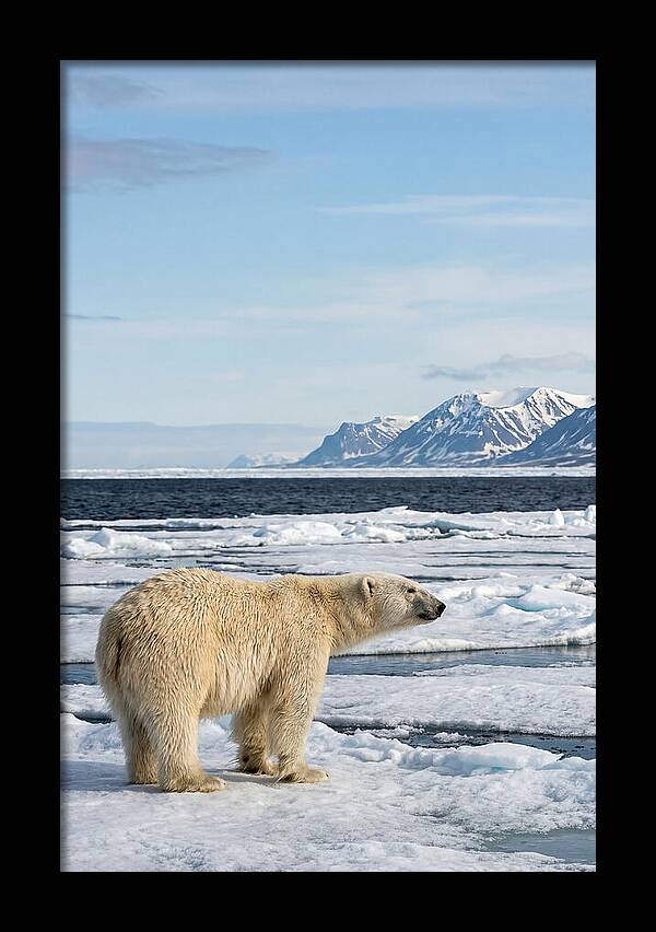 Polar Bear On Svalbard Ice