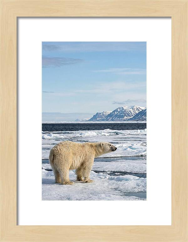 Polar Bear On Svalbard Ice