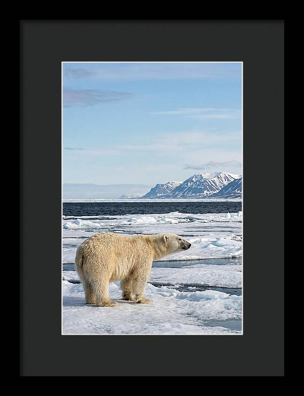 Polar Bear On Svalbard Ice