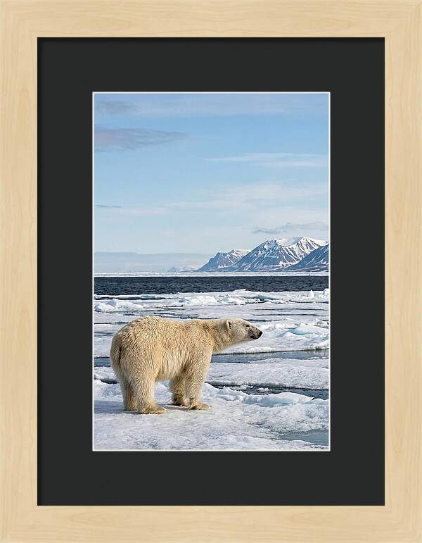 Polar Bear On Svalbard Ice