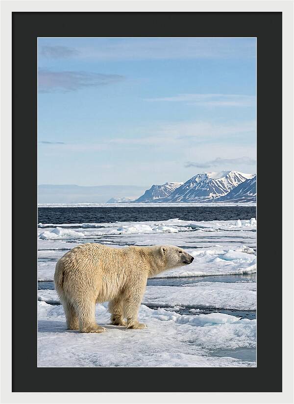 Polar Bear On Svalbard Ice