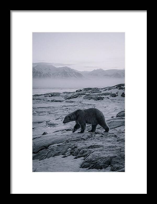 Polar Bear On Svalbard Ice