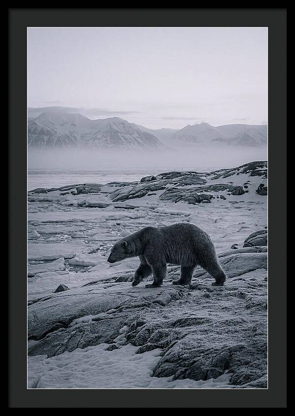 Polar Bear On Svalbard Ice