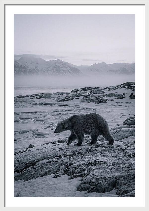 Polar Bear On Svalbard Ice