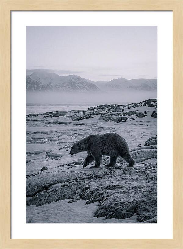Polar Bear On Svalbard Ice