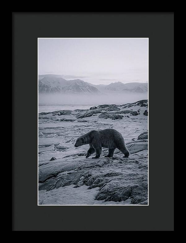 Polar Bear On Svalbard Ice