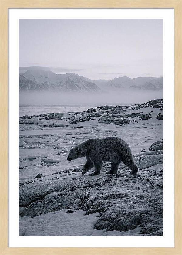 Polar Bear On Svalbard Ice