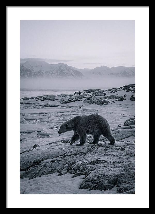 Polar Bear On Svalbard Ice