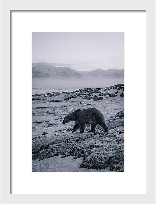Polar Bear On Svalbard Ice