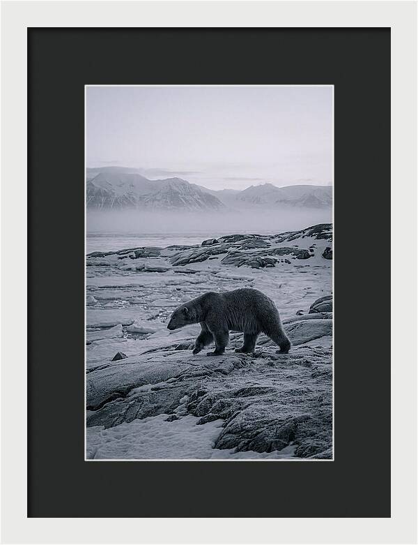 Polar Bear On Svalbard Ice