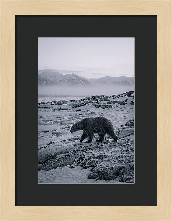 Polar Bear On Svalbard Ice