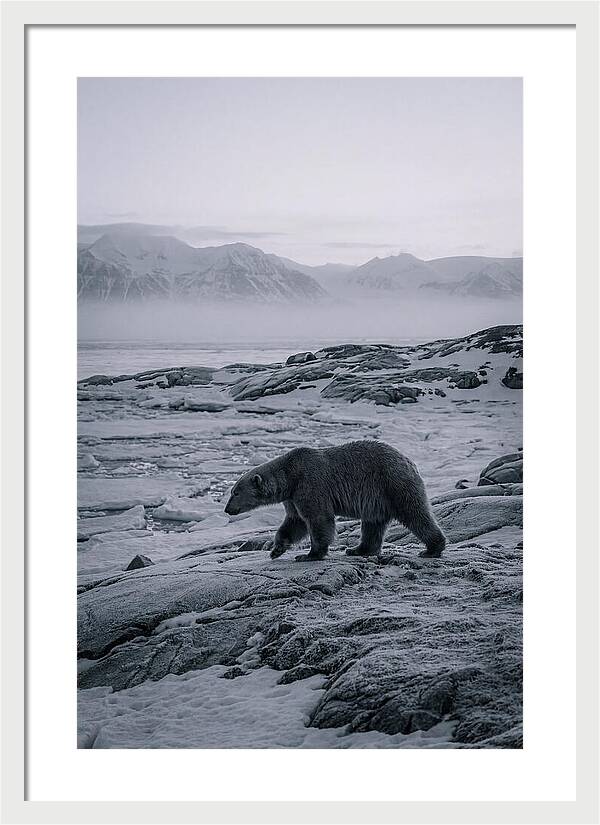 Polar Bear On Svalbard Ice