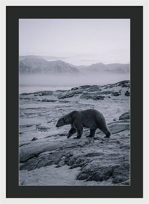 Polar Bear On Svalbard Ice