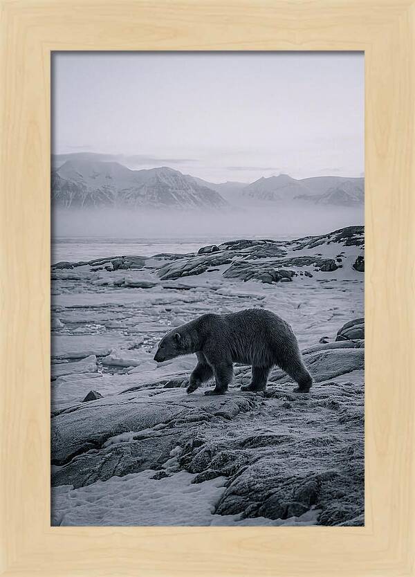 Polar Bear On Svalbard Ice