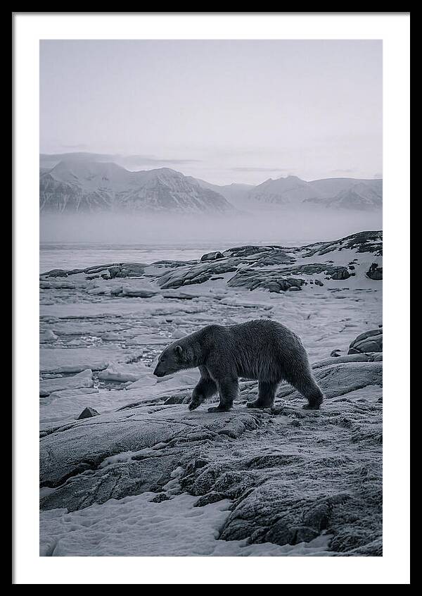 Polar Bear On Svalbard Ice