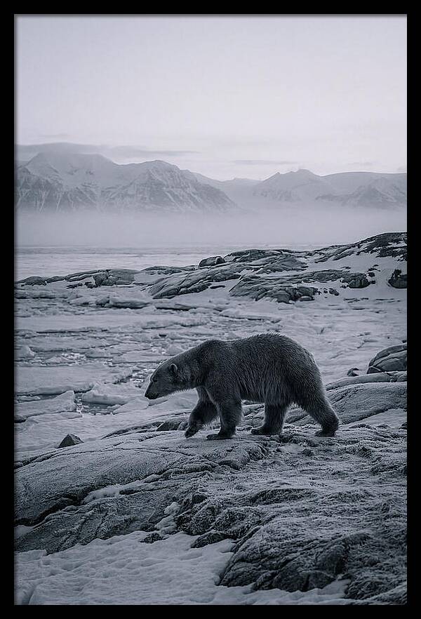 Polar Bear On Svalbard Ice
