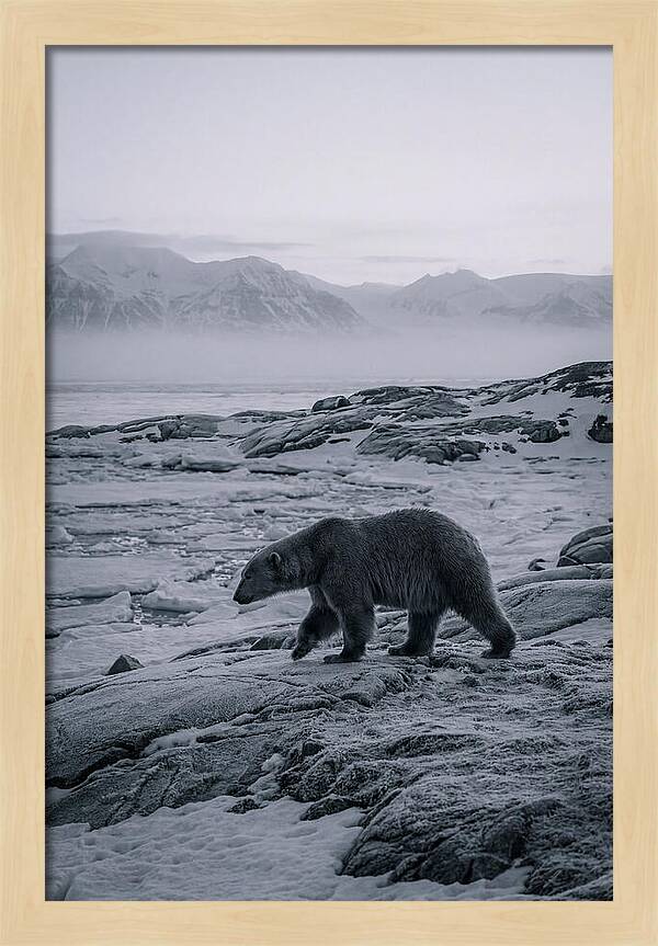 Polar Bear On Svalbard Ice