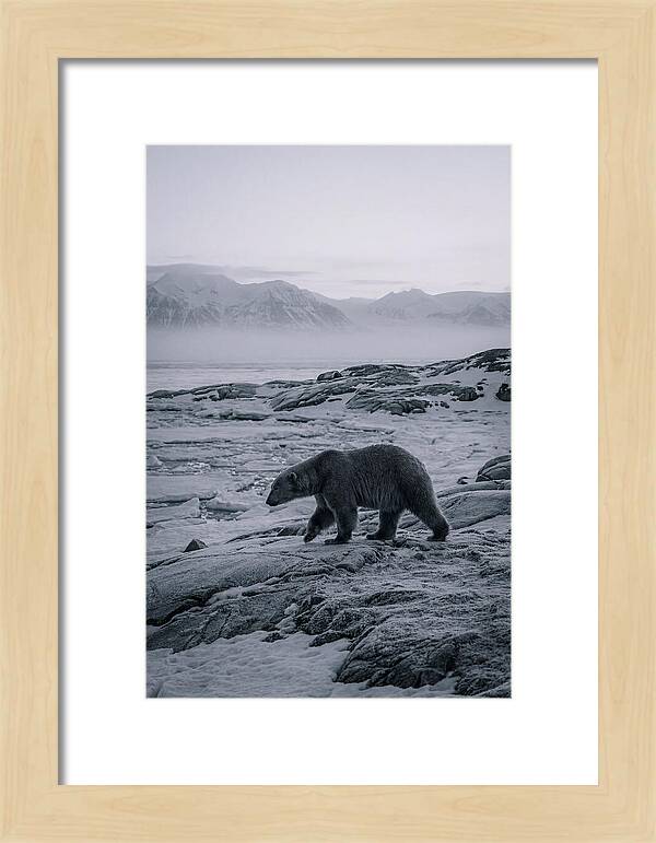Polar Bear On Svalbard Ice