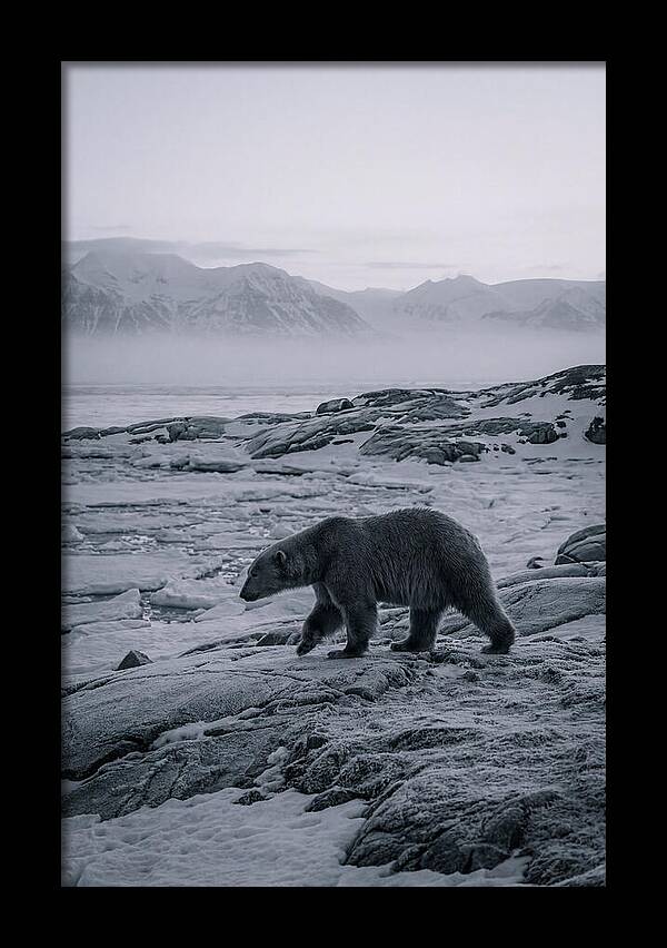 Polar Bear On Svalbard Ice
