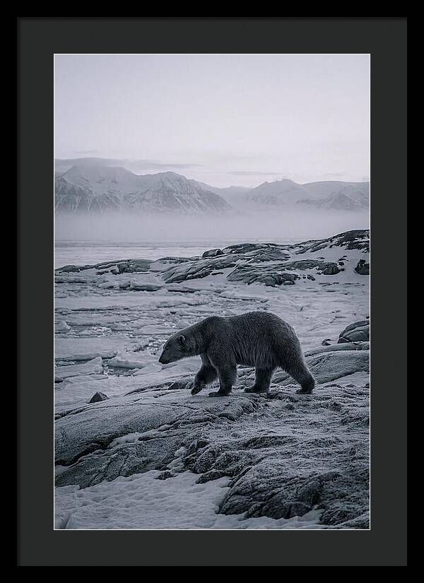 Polar Bear On Svalbard Ice